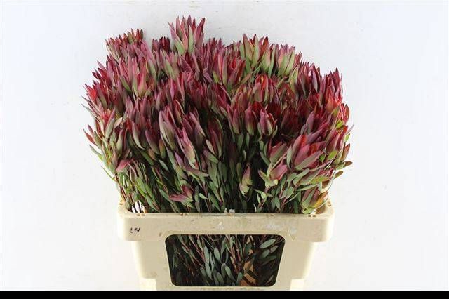 <h4>LEUCAD SAL BLUSH</h4>