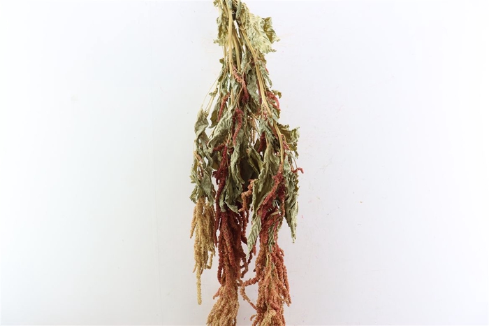 Dried Amaranthus Caud. Red Bunch