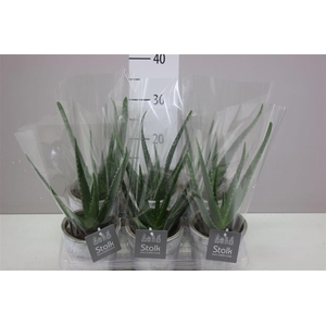 Aloe Vera White Wash Keramiek