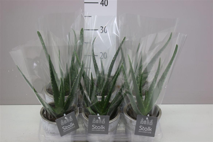 <h4>Aloe Vera White Wash Keramiek</h4>