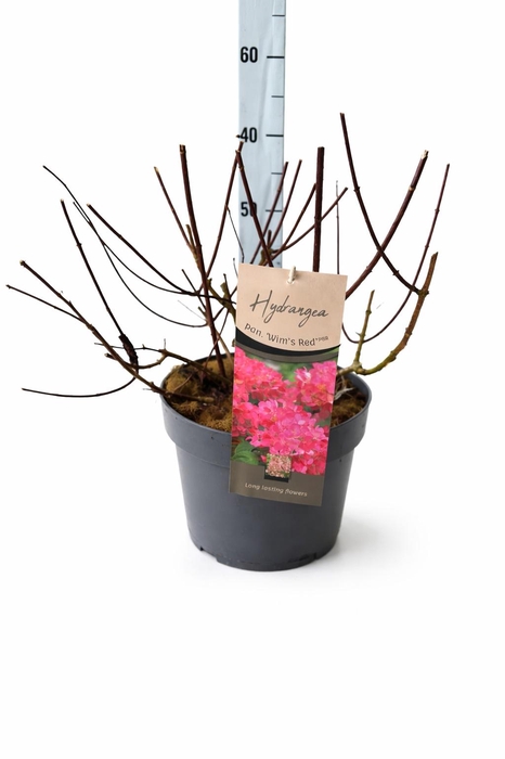 <h4>HYDR PANICULATA</h4>