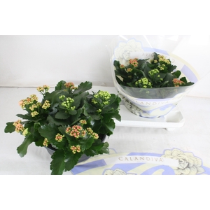 Gevuld 23 cm Gemengd in pot Brilliant (schalen)