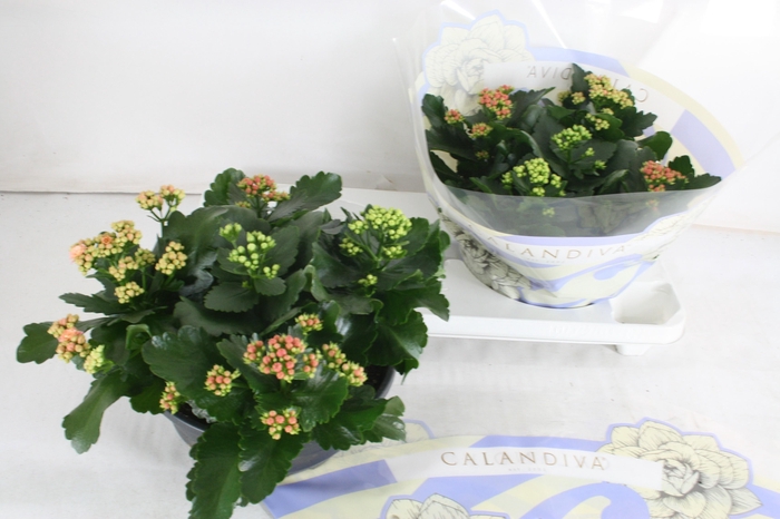 <h4>Gevuld 23 cm Gemengd in pot Brilliant (schalen)</h4>