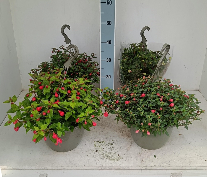 <h4>FUCHSIA MIXK</h4>