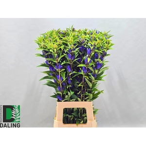 GENTI JUST BLUE