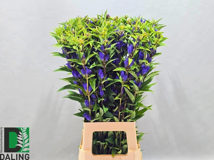 <h4>GENTI JUST BLUE</h4>