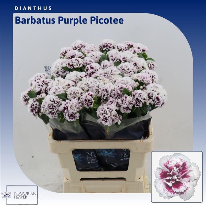 <h4>Dianthus Barbatus Soft Pink</h4>