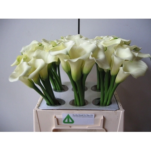 CALLA WHITE FLIRT
