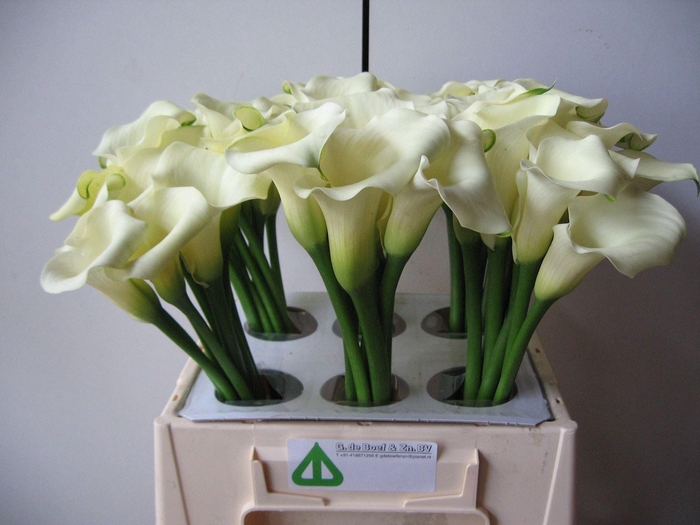 <h4>CALLA WHITE FLIRT</h4>
