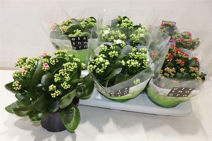 <h4>Kal Ge Gem 4 Kl</h4>