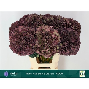 Hydr Ruby Aubergine Classic 60 cm Vicini