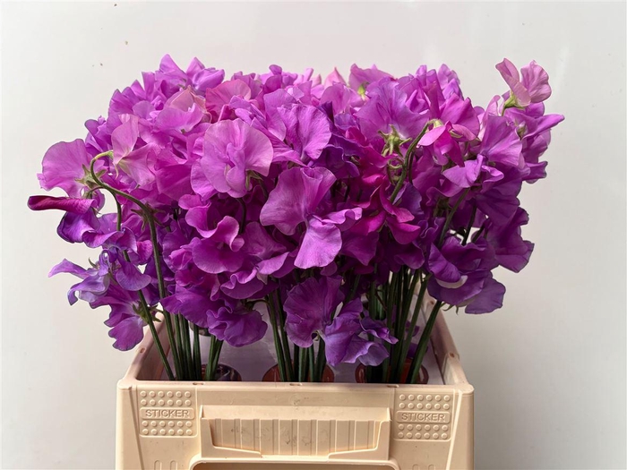 Lathyr Wi Sunshine Mauve