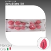 Anthurium Xavia | Extra