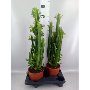 Euphorbia trigona