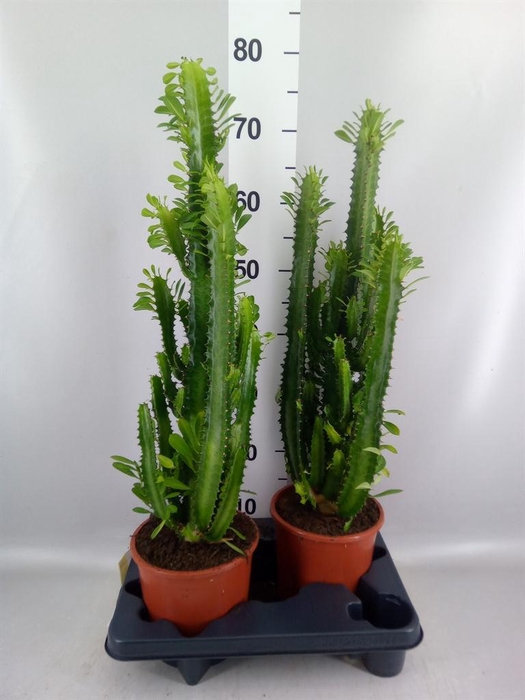 <h4>Euphorbia trigona</h4>
