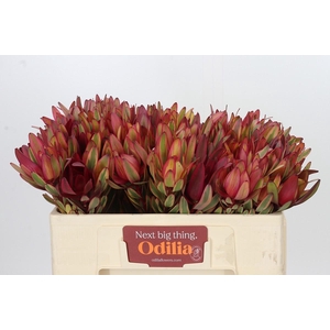 Leucadendron Jester