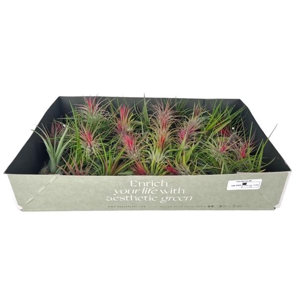 <h4>Tillandsia variés</h4>