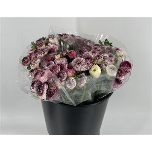 Ran Eleg Ex White Stripe