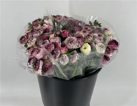 <h4>Ran Eleg White Stripe Extra</h4>