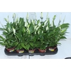 SPATHIPHYLLUM P11 MIN 5 HT COM FLOR
