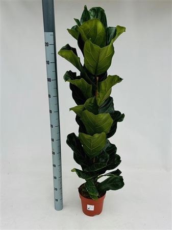 <h4>Ficus Lyrata</h4>