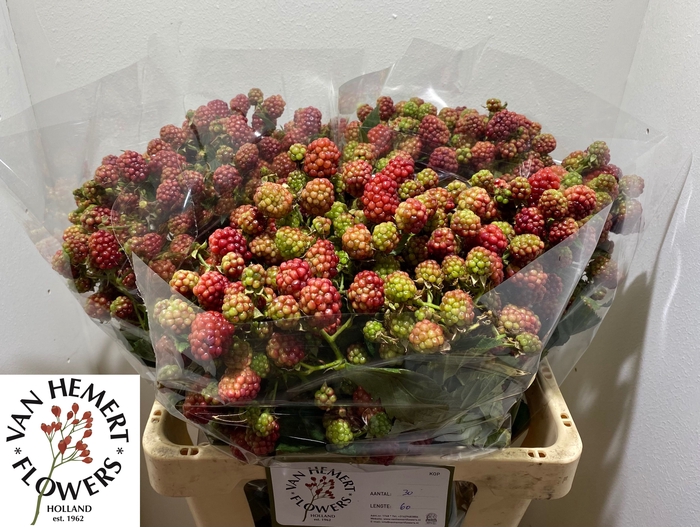 <h4>RUBUS FR CHESTER</h4>