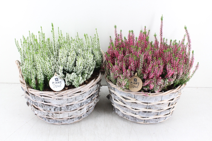 arr.. Outdoor PL - Mand calluna XL