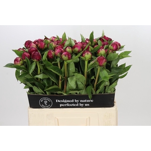 Paeonia Paul M. Wild