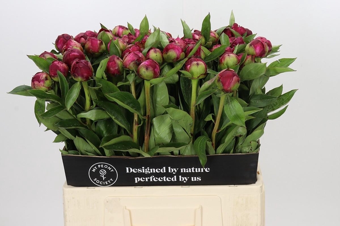 <h4>Paeonia Paul M. Wild</h4>