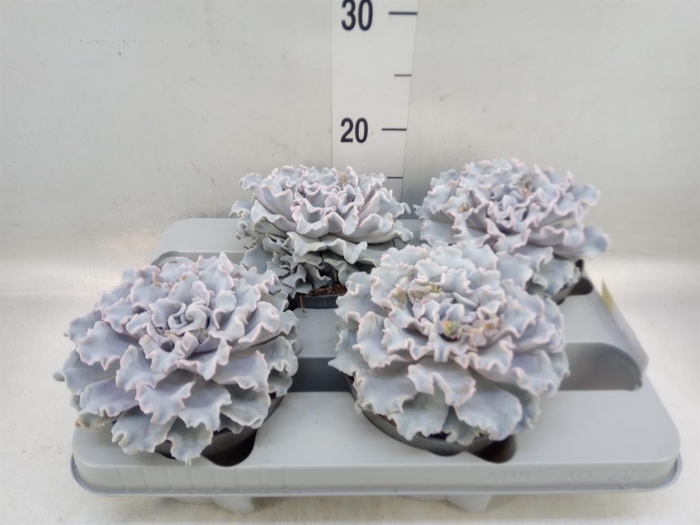 <h4>Echeveria   ...</h4>