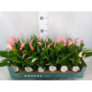 Anthurium andr. 'Lilli'