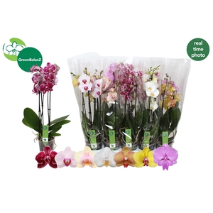 PHAL GEM 7 KL