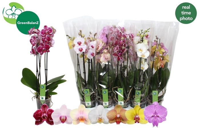 <h4>PHAL GEM 7 KL</h4>