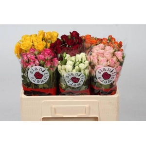 Rosa spray mix Sian
