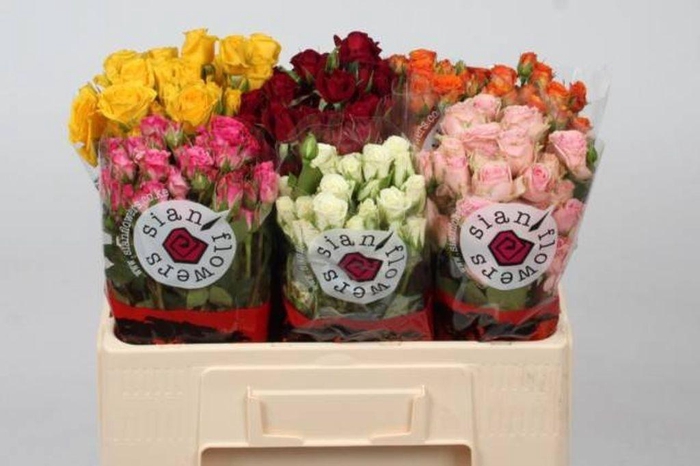 <h4>Rosa spray mix Sian</h4>