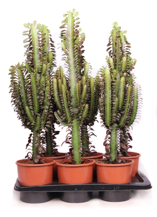 <h4>Euphorbia trichona rubra 17 cm</h4>
