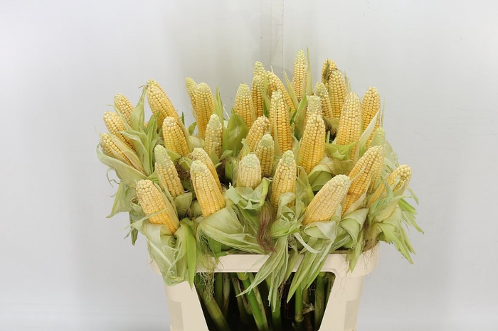 Zea Mays Tak