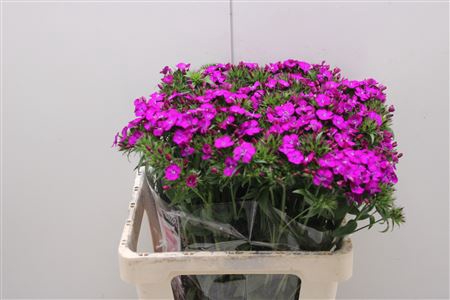 <h4>Dianthus Br Am Neon Purple</h4>