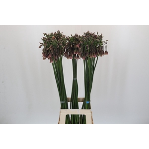 Allium Nectaroscordum Siculum