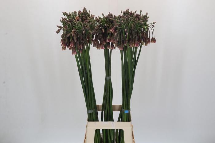 <h4>Allium Nectaroscordum Siculum</h4>