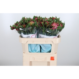 Alstroemeria Fashionista Sofiena 70
