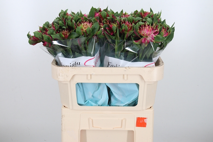 <h4>Alstroemeria Fashionista Sofiena 70</h4>