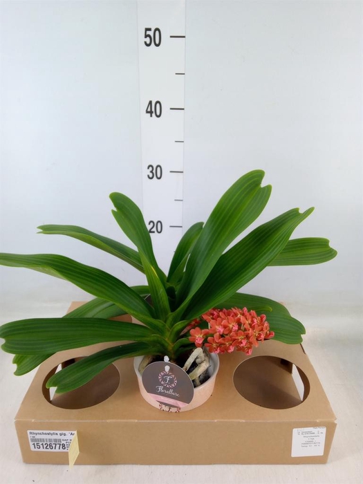 <h4>Rhynchostylis gig. 'Aromatiq Evoke'</h4>