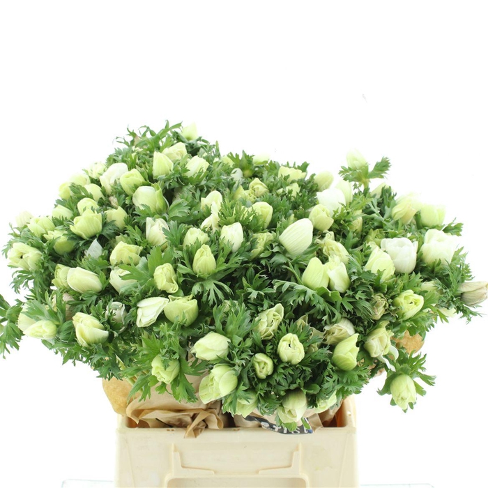 <h4>Anem Co Mar White</h4>