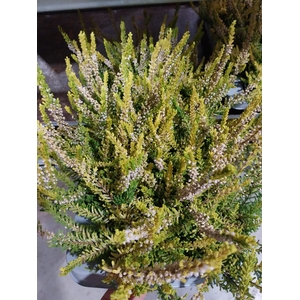 Calluna B-L yellow