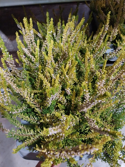 Calluna B-L yellow