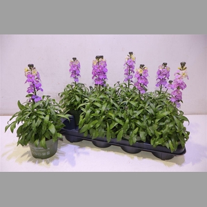 Erys Ley Purple Glow