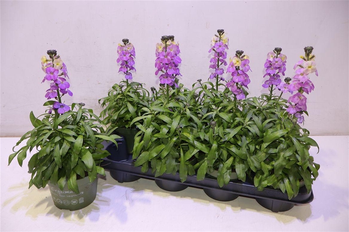 <h4>Erys Ley Purple Glow</h4>