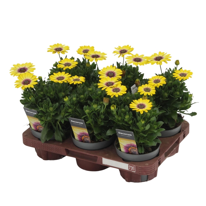 <h4>Osteospermum Blue Eyed Beauty Decorum</h4>