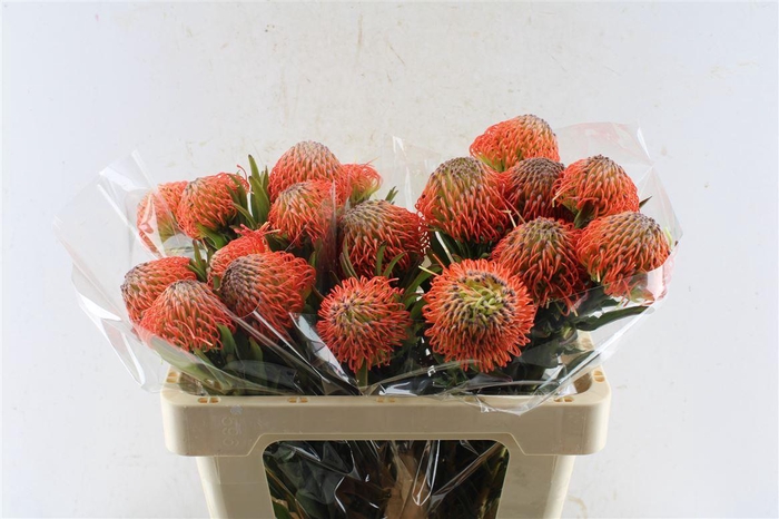 <h4>Leuco Co Succession</h4>